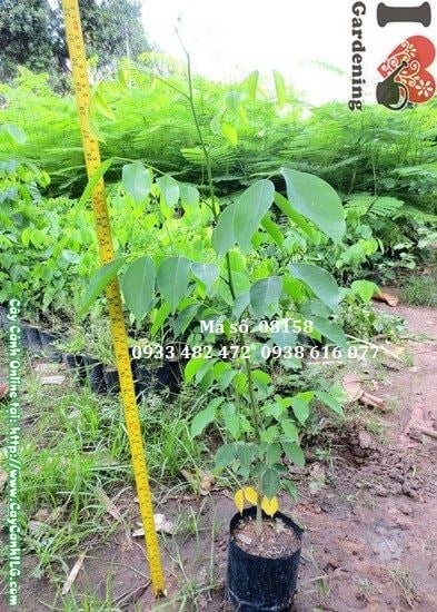 Cây Gõ Đỏ giống cao 50cm – cây con giống chất lượng tại ILG
