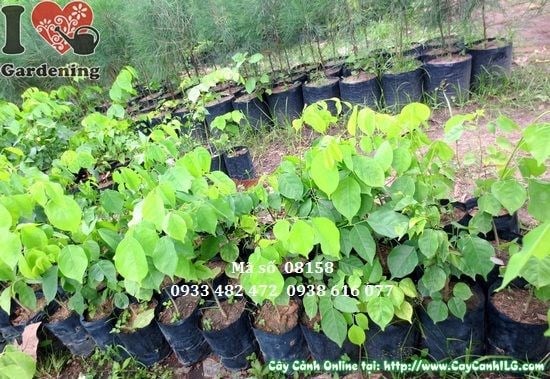 Cây Gõ Đỏ giống cao 50cm – cây giống gõ đỏ chất lượng cao tại ILG