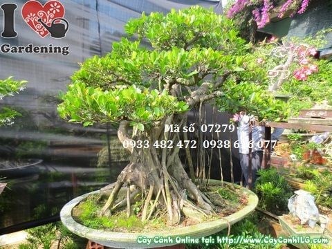 Cây gừa núi bonsai cổ thụ cao 120cm – rễ khí sinh đặc trưng