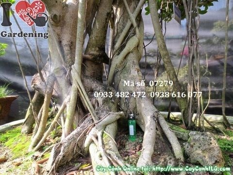 Cây gừa núi bonsai cổ thụ 120cm – dáng bonsai hoàn chỉnh ấn tượng