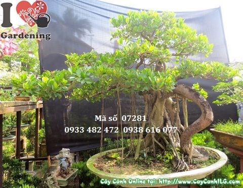 Cây gừa núi bonsai già dáng đẹp tại ILG