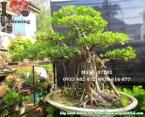 Đặc điểm thân cây gừa núi bonsai cổ thụ