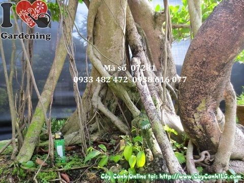 Chậu và đất trồng cây gừa núi bonsai cổ thụ