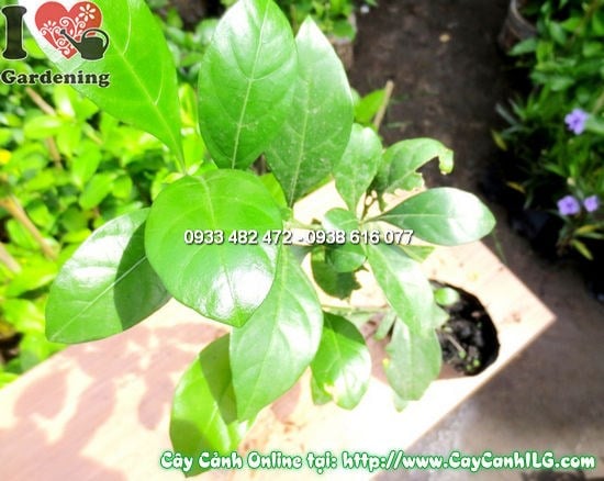 Cây hắc ó cao 30cm – cây hàng rào cảnh quan xanh mướt