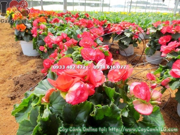 Chi tiết hoa hải đường hồng đỏ và lá xanh bóng đặc trưng