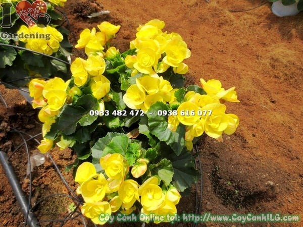 Cây hải đường hoa vàng cao 25cm – hoa vàng rực rỡ, thích hợp trang trí nội thất và ngoại thất