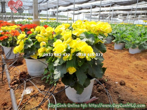 Cây hải đường hoa vàng cao 25cm – sắc vàng rực rỡ, nhỏ gọn, dễ trồng