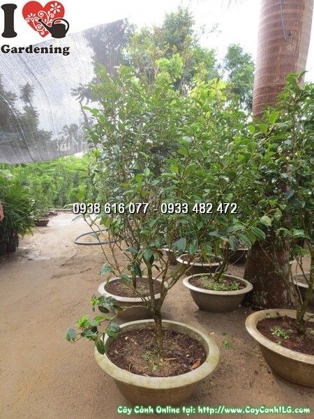Cây hàm tiếu cao 1m3 – cây cảnh đẹp, lá xanh bóng tại vườn ILG
