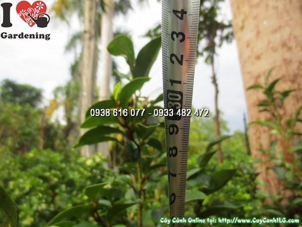 Lá non đỏ đồng và lá trưởng thành xanh bóng của cây hàm tiếu