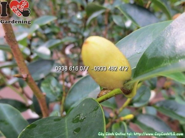 Cây hàm tiếu với quả đỏ chín rực, trồng làm cảnh quan sân vườn