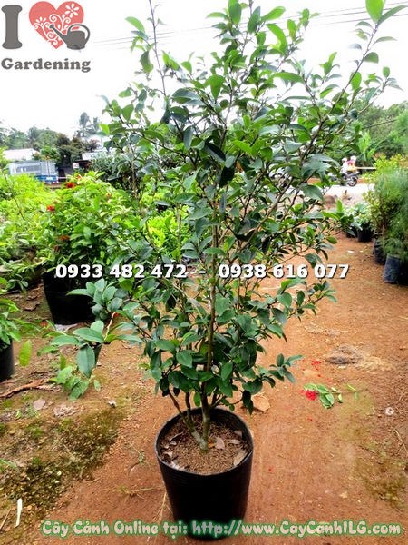 Cây hàm tiếu cao 1m Ms 17605 trồng cảnh quan sân vườn thương mại ILG