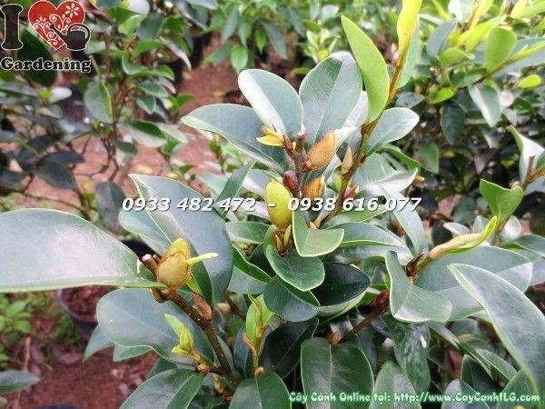 Cây hàm tiếu giống cao 70cm, sinh trưởng khỏe mạnh tại vườn ILG