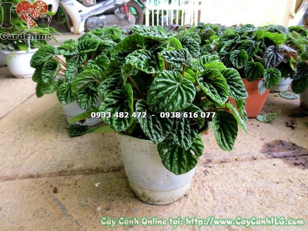 Cây hạnh tiên thảo xanh Ms 17237 - ILG