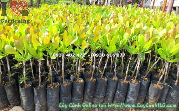 Lộ trình phát triển cây hạt điều từ giống 40cm