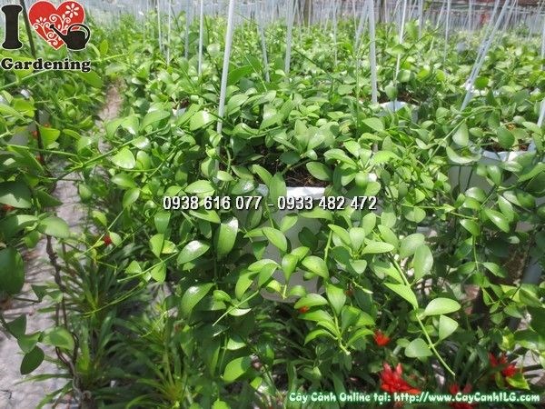 Cây hạt dưa – lá tròn xanh họa tiết trắng bạc đẹp mắt