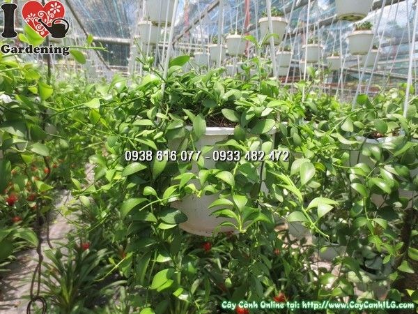 Cây hạt dưa Peperomia argyreia lá sọc bạc trắng đặc trưng
