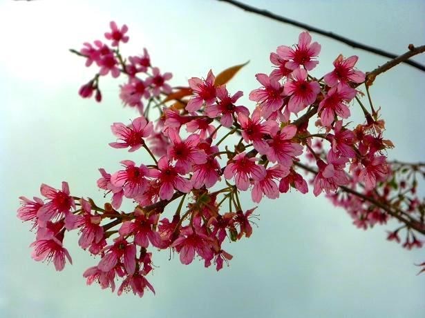 Nhân giống cây hoa anh đào giâm cành