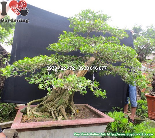 Cây quý bonsai cổ thụ đẹp cao 140cm hoành 100cm Ms 12503