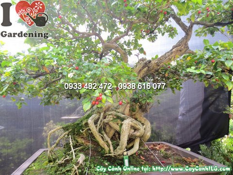 Cây quý bonsai nguyệt quế cao 135cm ILG