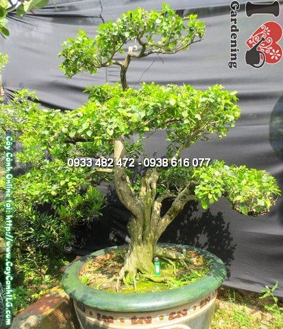 Cây quý bonsai già 100cm tại vườn ILG góc nhìn đẹp