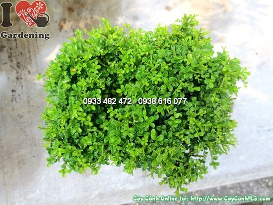 Cây quý lá nhí Ms 12420 - lá nhỏ xanh bóng đẹp