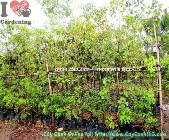 Cây rã hương cao 2m5 trồng cảnh quan khuôn viên
