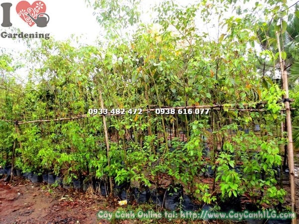 Cây rã hương (long não) tán xanh đẹp tại vườn ILG