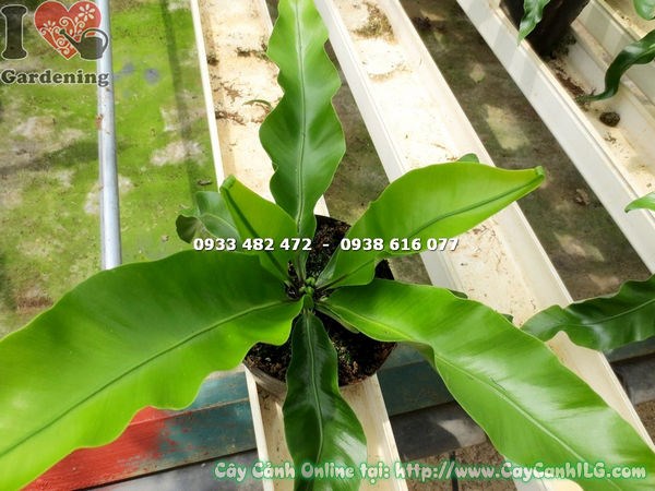 Lá cây ráng ổ phụng xanh bóng đẹp