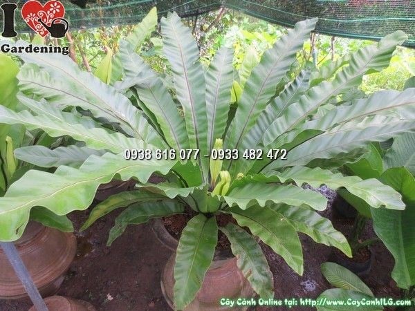 Cây ráng ổ phụng tán lá xanh mướt đẹp