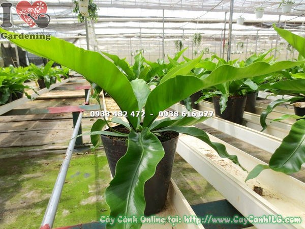 Đặc điểm lá cây ráng tổ điểu – gân lá nâu, lá xanh bóng