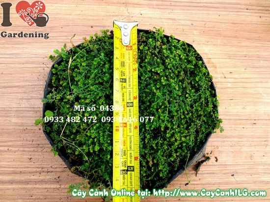 đặc điểm cây rêu tự nhiên xanh mướt