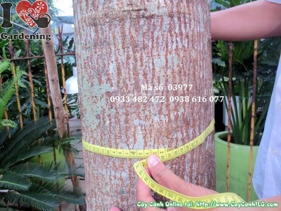 Hoa cây Sala mọc từ thân, chùm hoa dài đặc trưng