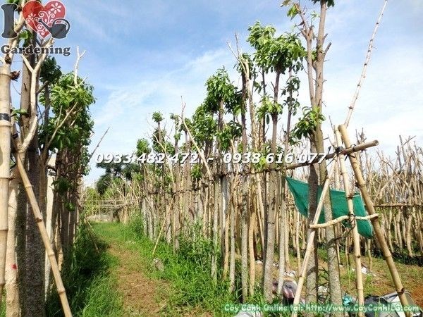 Cây Sala cao 6m đang dưỡng – cây lớn cảnh quan công trình