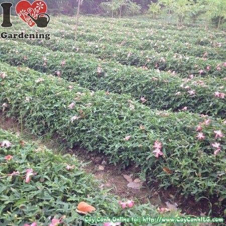 Cây sâm bố chính – hoa đẹp, dược liệu quý – Ms 23642