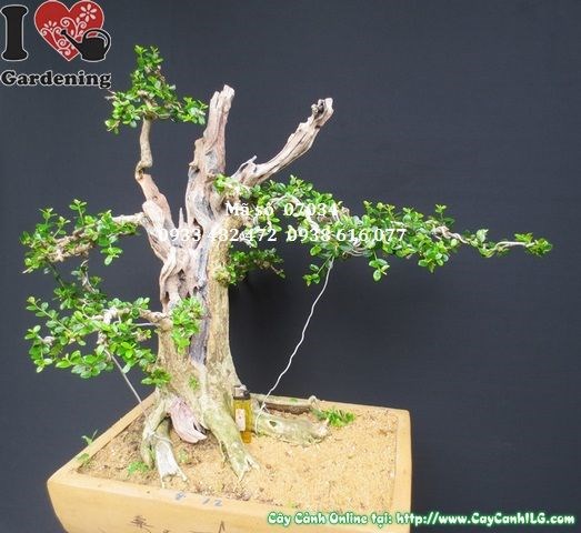 Cây sam bonsai Nhật Bản già đẹp Ms 07034 góc nhìn 3