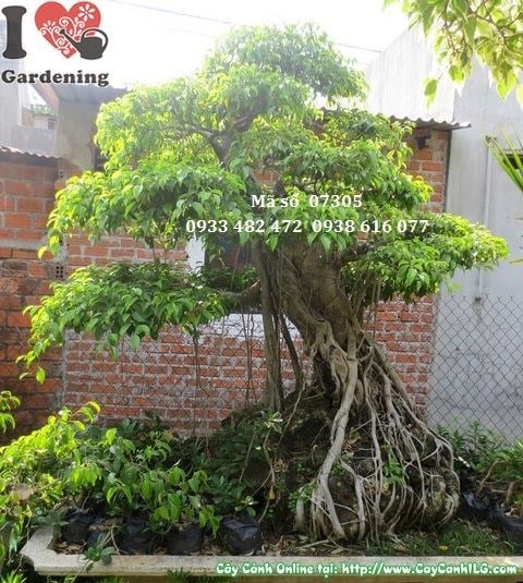 Cây sanh bonsai rễ khí sinh đẹp