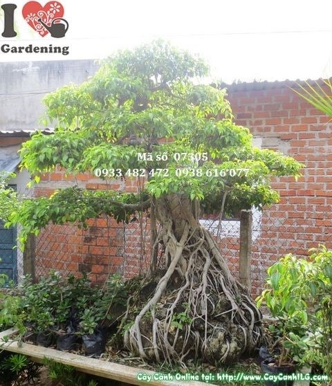 Nghệ thuật tạo dáng cây sanh bonsai
