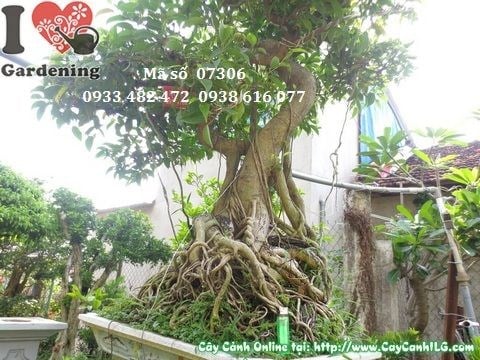 Cây sanh bonsai già đẹp cao 110cm - điểm nhấn không gian