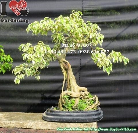 Mặt sau cây Sanh Cẩm Thạch Bonsai 60cm – bộ rễ nổi đặc trưng