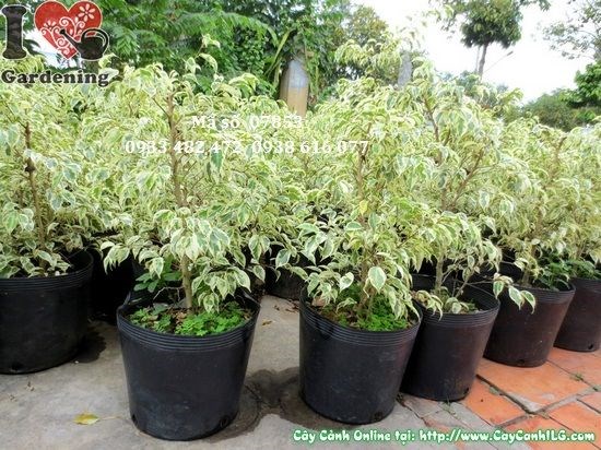 Cây sanh cẩm thạch cao 60cm – Ms 07853 tại vườn ILG
