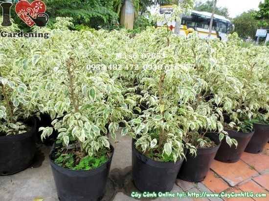 Lá cây sanh cẩm thạch xanh loang trắng đẹp tự nhiên