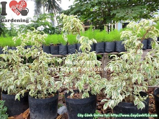 Chăm sóc cây sanh cẩm thạch cao 60cm đúng cách