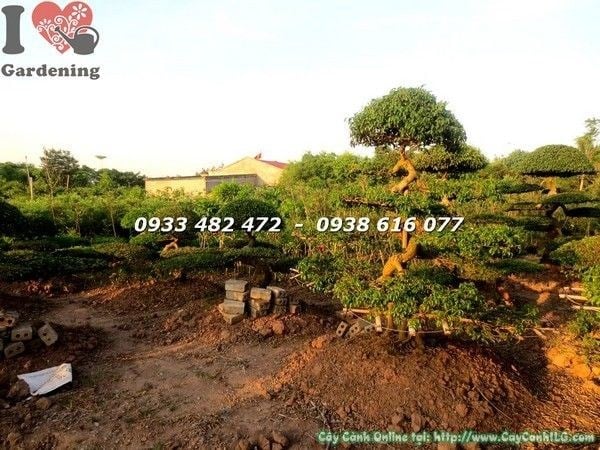 Cây sanh kiểng cổ cắt tầng trưng bày sân vườn ngoại thất