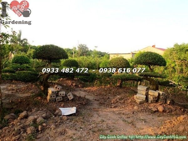 Cây sanh kiểng cổ cắt tầng chi tiết tán lá cân đối