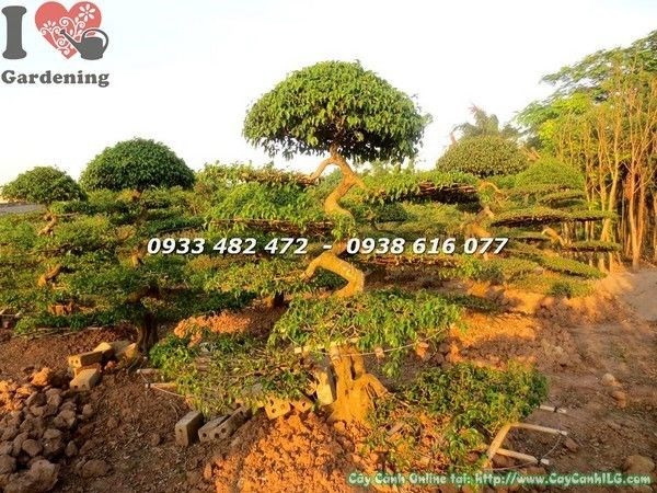 Cây sanh kiểng cổ cắt tầng tầng tán lá xanh mướt