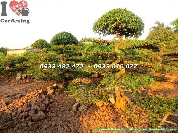 Cây sanh kiểng cổ cắt tầng gốc cổ thụ dáng đẹp