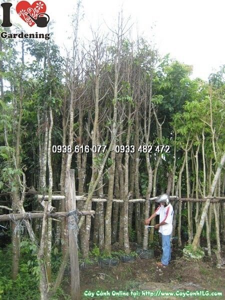Cây sao đen cao 5m đk 15cm sau khi bứng bọc bầu dưỡng Ms 24357