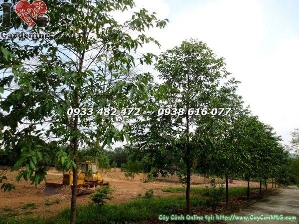 Cây sao đen tán tự nhiên cao 4m đk 10cm – Ms 21841
