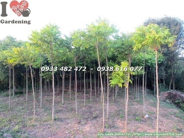 cây sấu giống cao 3m hình ảnh thực tế tại vườn ILG