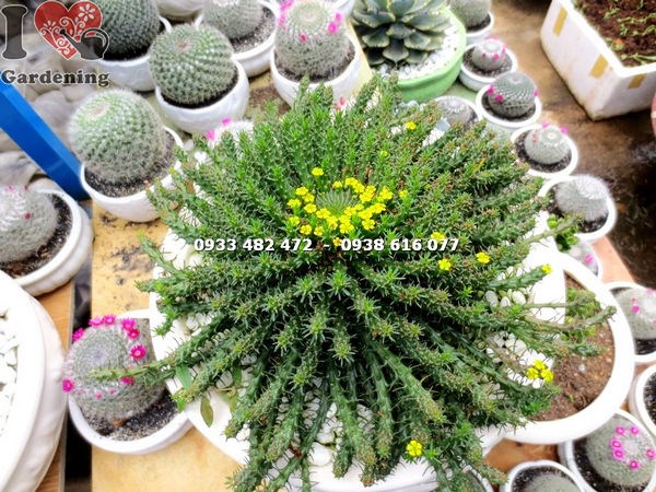 Cây sen đá bạch tuộc lớn nhất – dáng cây trưởng thành